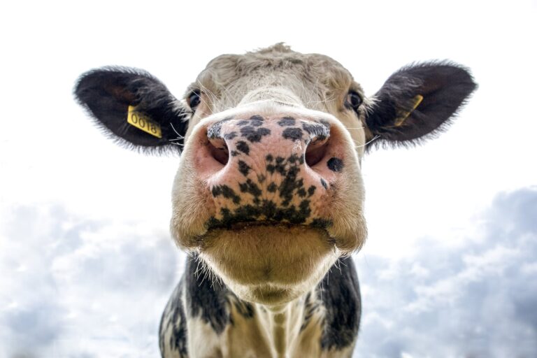 China Welcomes Colombian Beef: Brazil Braces for Market Shifts!